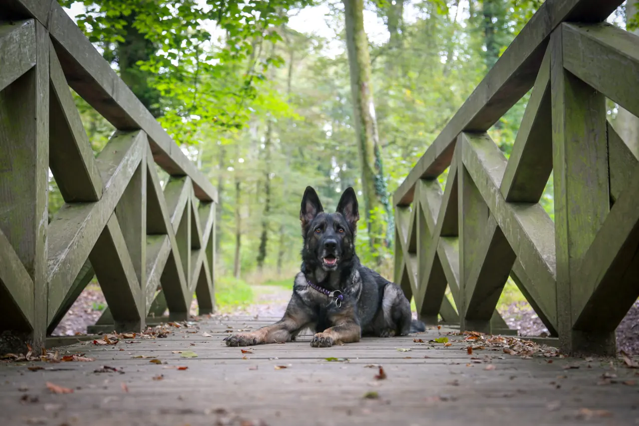 Schäferhund liegt aufmerksam auf einer Holzbrücke im Grünen